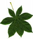 horse chestnut leaf